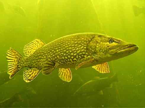 鱼类活化石：弓鳍鱼
