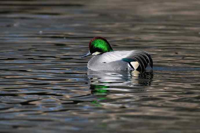 圆明园拍罗纹鸭