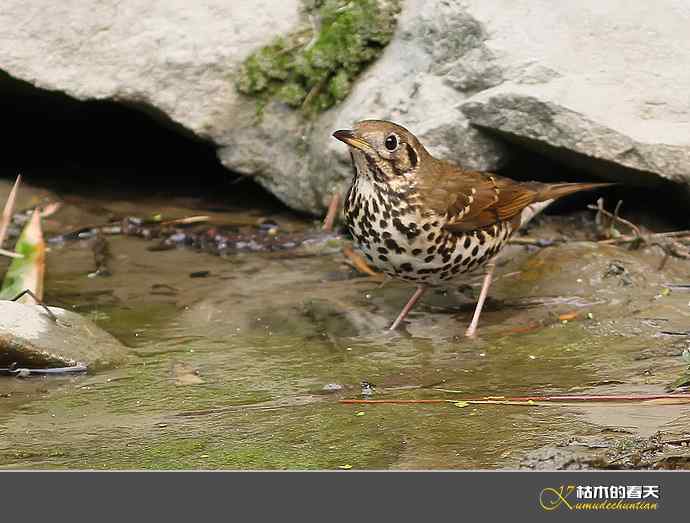 斑鸫&bull;宝兴歌鸫&bull;乌灰鸫【实拍】