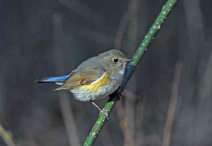 雌性红胁蓝尾鸲(40)