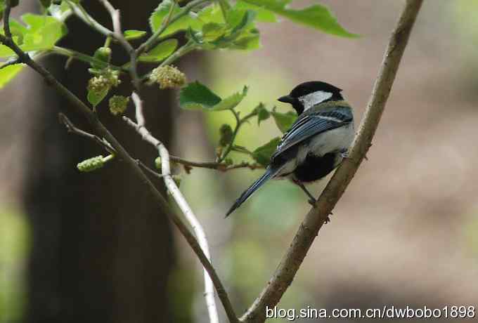 朱雀和北宫的鸟 朱雀和北宫的鸟