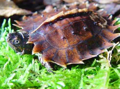 玄武:传说的兽原型探秘(潮龟) 玄武:传说的兽原型探秘(潮龟)