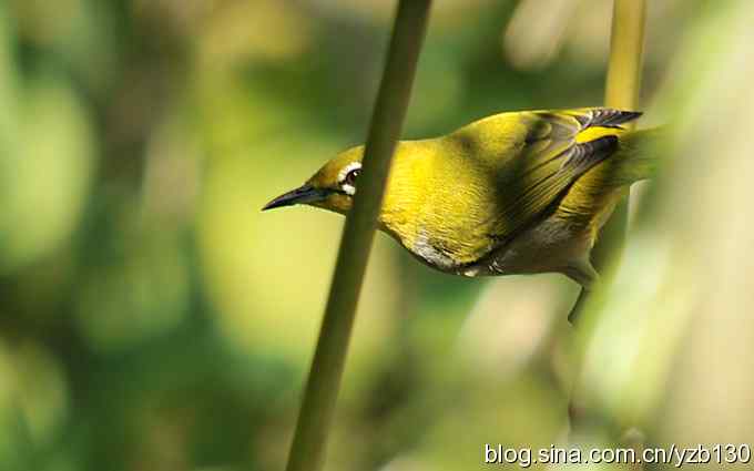 第一次遇到绣眼鸟（组图）