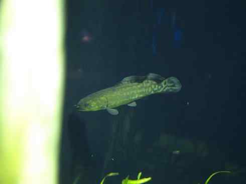 鱼类活化石：弓鳍鱼