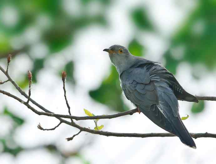 光棍节代言鸟杜鹃:光棍好苦