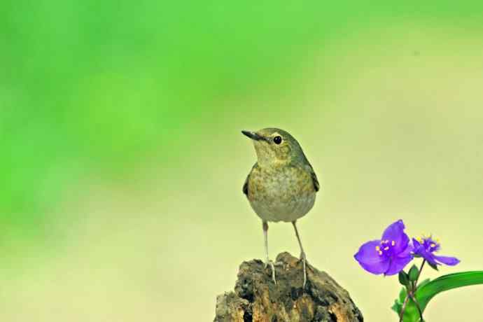 雌性蓝歌鸲与紫露草(1) 雌性蓝歌鸲与紫露草(1)