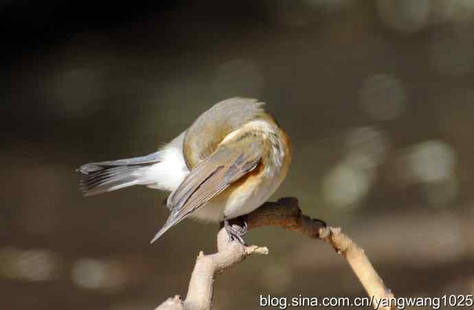 阳光下的红肋蓝尾鸲 wbr wbr1