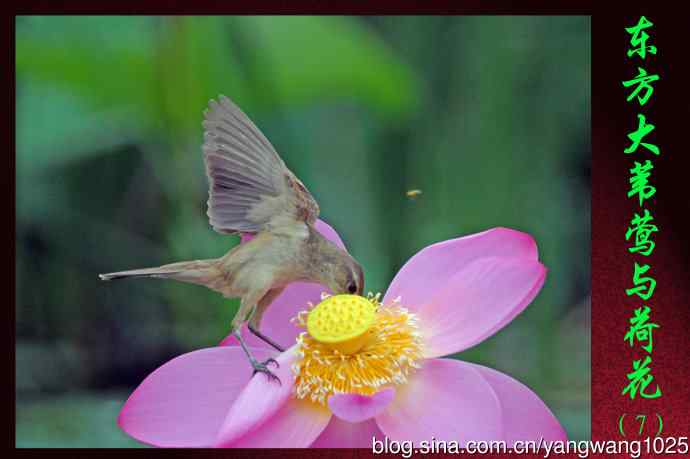 北京奥森公园的鸟类——东方大苇莺与荷花（7）