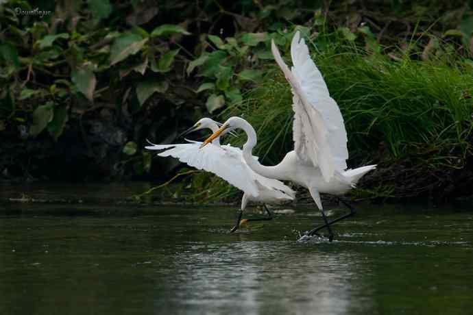 白鹭弄清影 wbr翩跹在河边