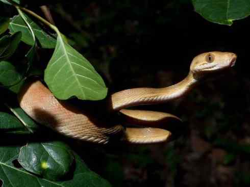 龙：传说的兽原型探秘（树蚺类）