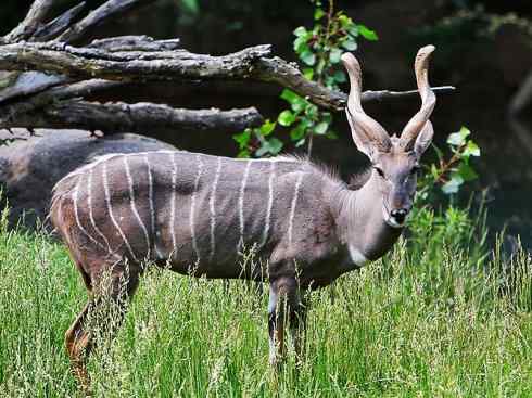 麒麟：传说的兽原型探秘（紫羚）