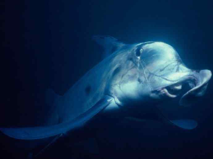 鱼类活化石：叶吻银鲛