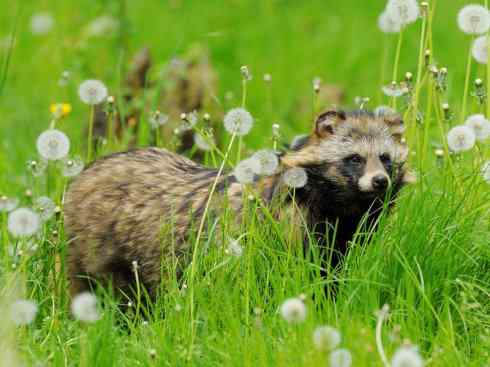 犬科:犬亚科犬属之貉 犬科:犬亚科犬属之貉