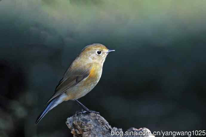 雌性红胁蓝尾鸲（73）