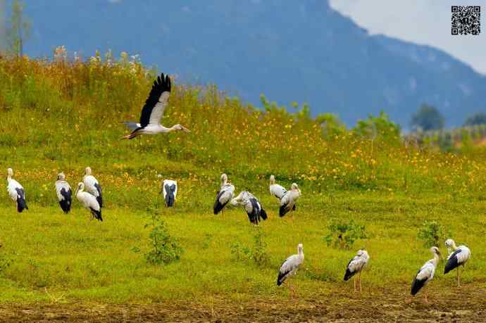 2006年首次发现的大鸟鈥斺斍祓