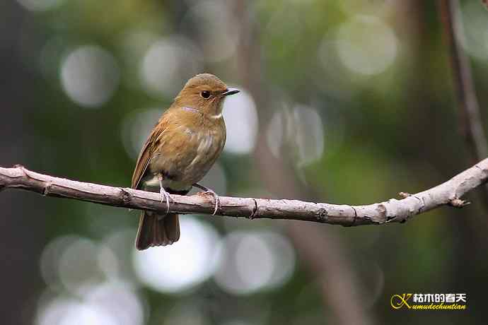 棕腹大仙鹟GG、MM