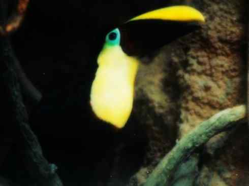 猎奇：奇特的鸟喙之三