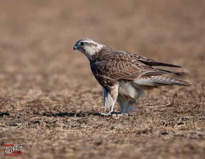 官厅水库&nbsp;wbr路&nbsp;wbr威武的猎隼