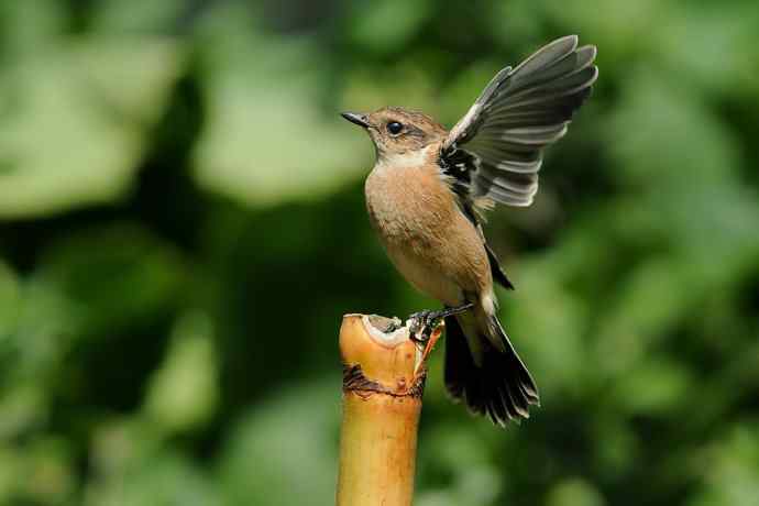 【综合】蓝歌邀宠 wbr五喉闹秋