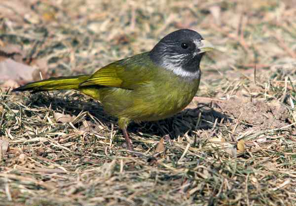 北京植物园赏鸟（一），领雀嘴鹎（组图）