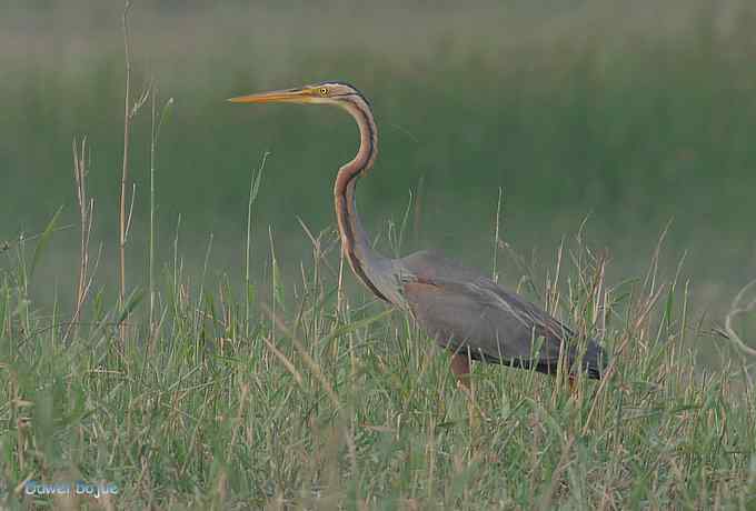 衡水湖：草鹭苍鹭黄苇鳽（终结篇）