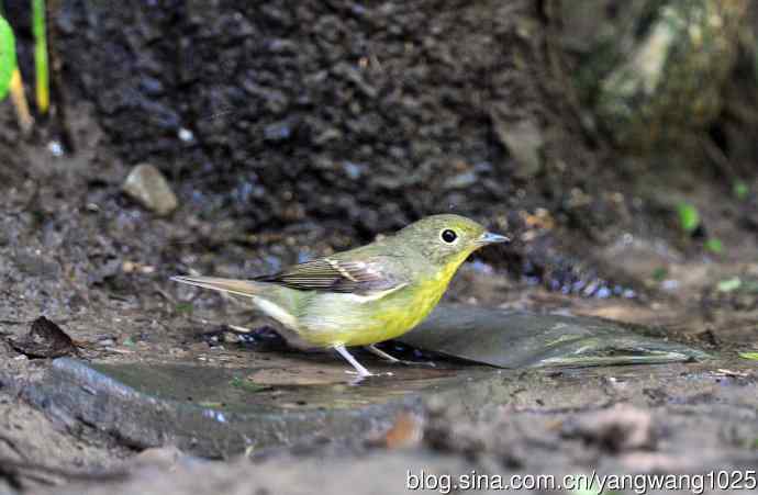 雌性绿背姬鶲（10）