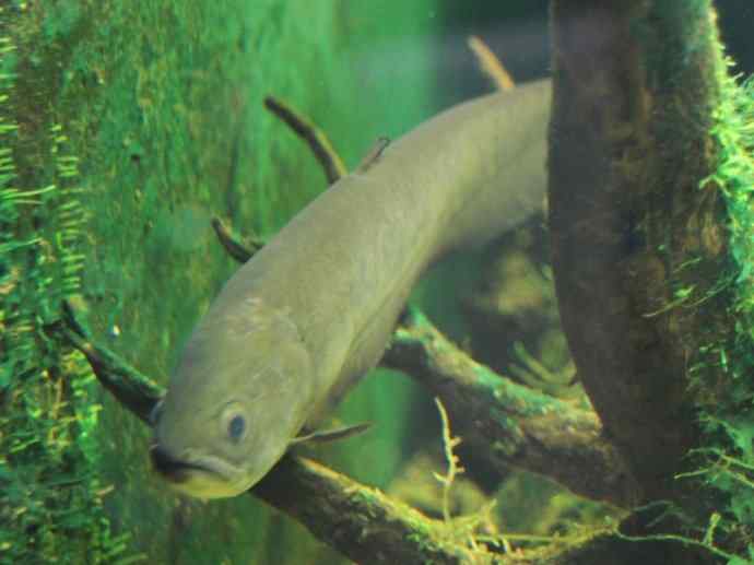 鱼类活化石：铠甲弓背鱼