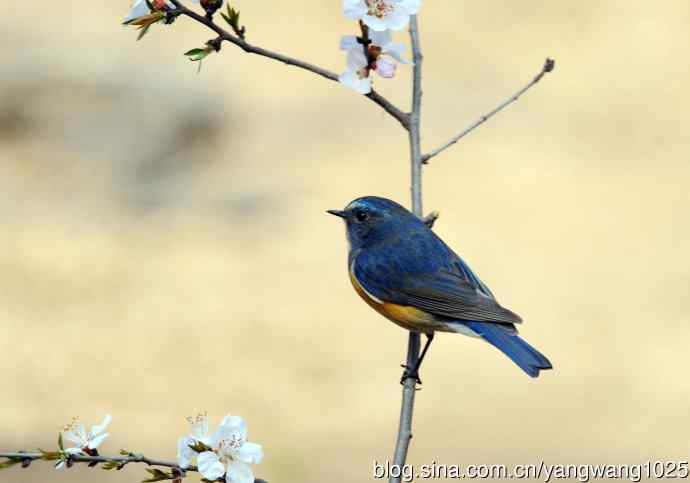 雄性红胁蓝尾鸲（5）