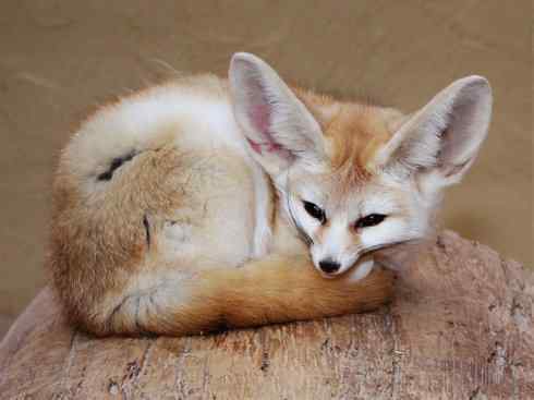 犬科：狐亚科狐属