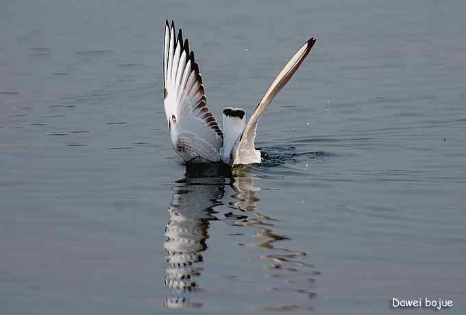 秋季到海滨来看鸟