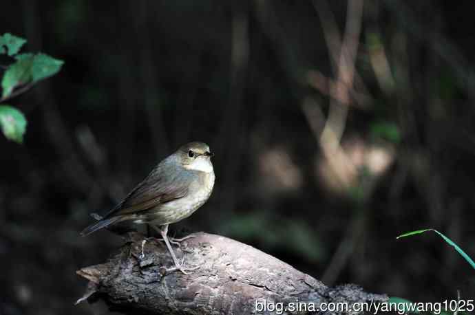 雌性蓝歌鸲（5）