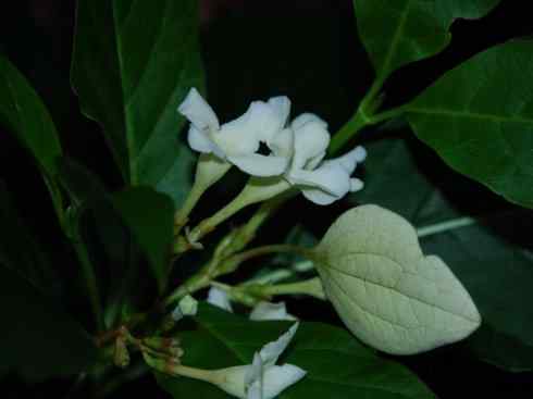 鱼类活化石：美洲肺鱼