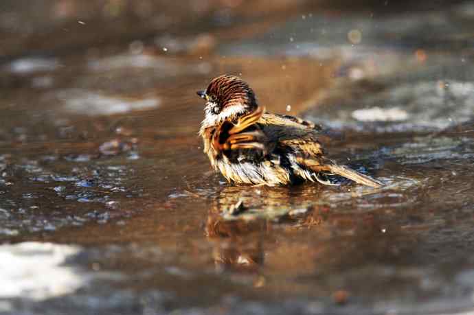 酣畅淋漓腊月澡（麻雀）