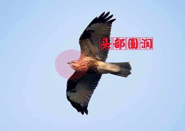 普通鵟 猛禽大全——中国东部地区27种迁徙类猛禽辨识