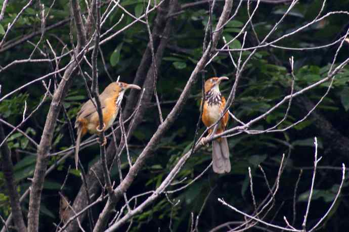 四川西昌鸟类摄影——斑胸钩嘴鹛