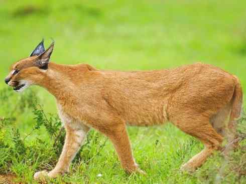 独角兽：传说的兽原型探秘（霍加狓）