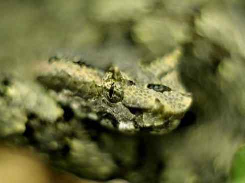 龙:传说的兽原型探秘(蝮蛇类) 龙:传说的兽原型探秘(蝮蛇类)