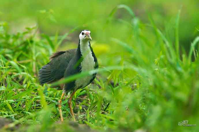 沙河的白胸苦恶鸟