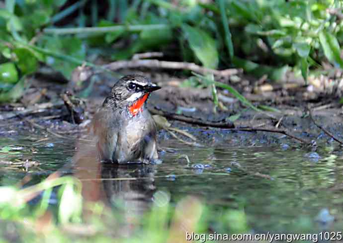 红喉歌鸲(雄性)续2 红喉歌鸲(雄性)续2