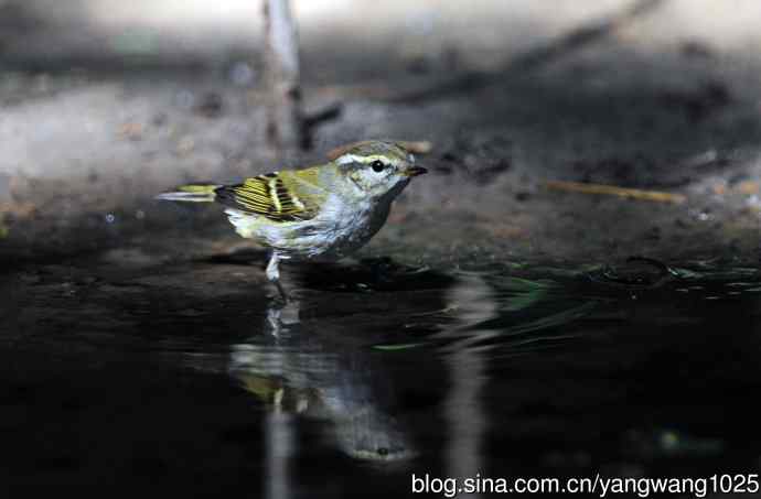 浴（黄眉柳莺）