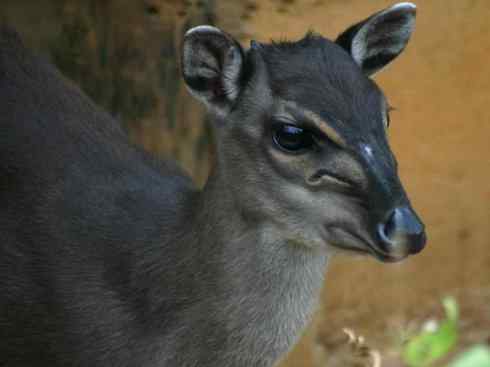 麒麟：传说的兽原型探秘（鹿羚）