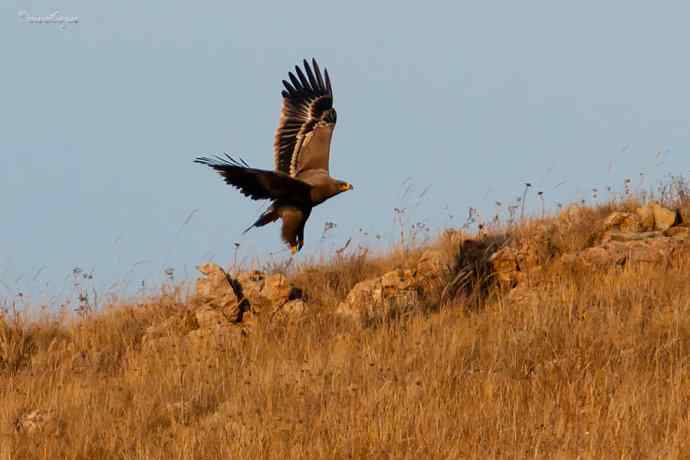 草原有约. 夕阳下与草原雕一家敖包相会