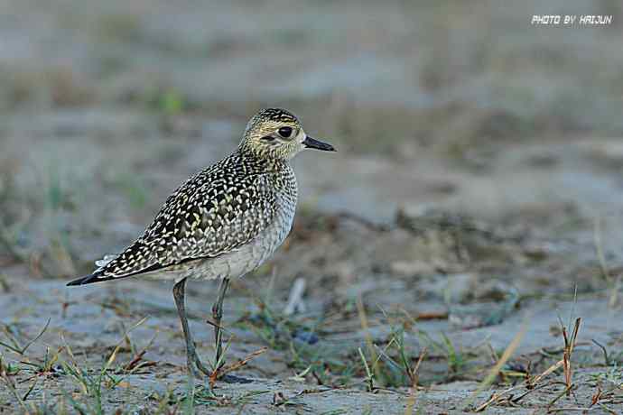 秋实（鹤鹬 wbr遗鸥 wbr扇尾沙锥 wbr金斑鸻）