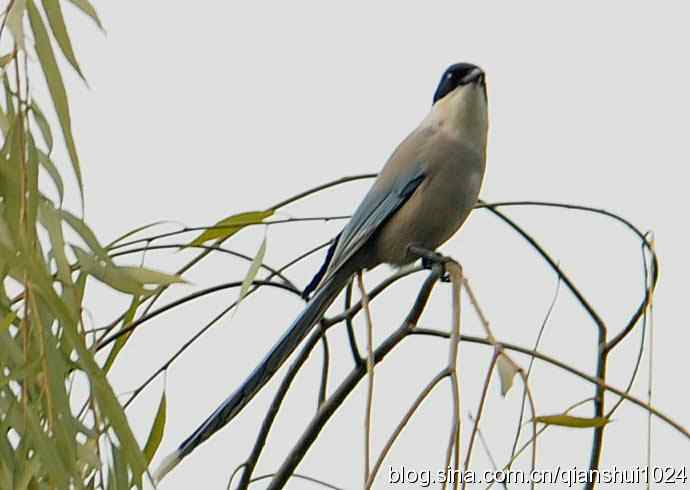 白头鹎的快乐生活(玉渊潭)