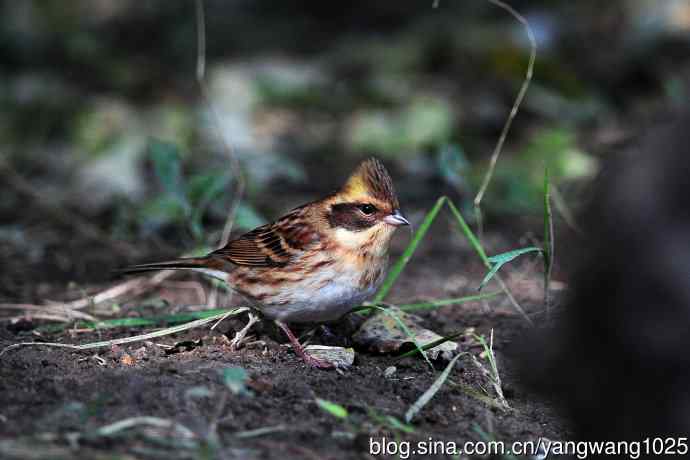 雌性黄喉鹀（11）