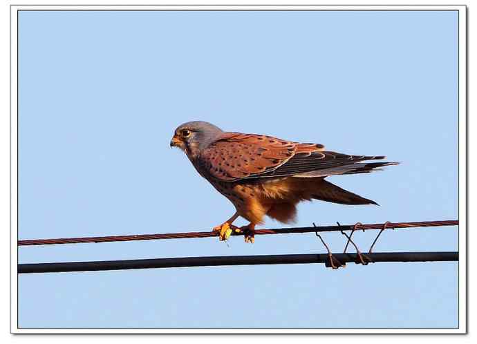 【鹰击长空--红隼雄姿】