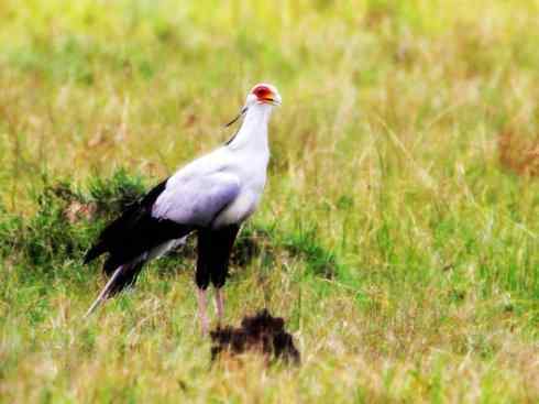 猎奇：十大奇异鸟类之三