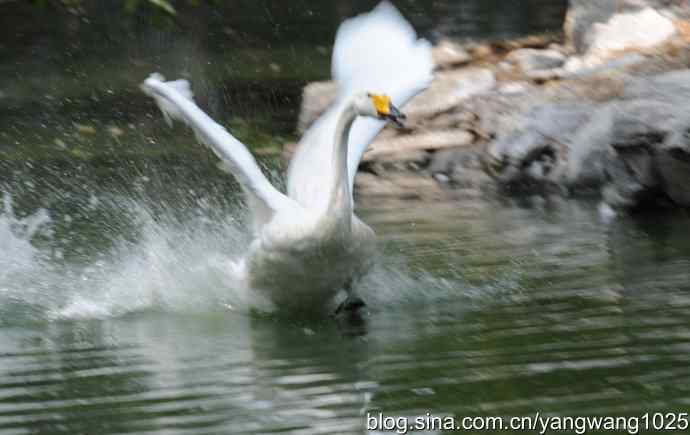 舞（天鹅之舞）