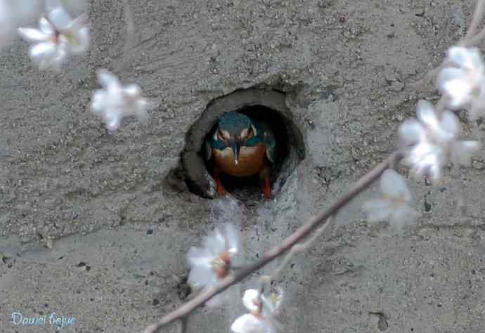 颐和园春鸟乐拍