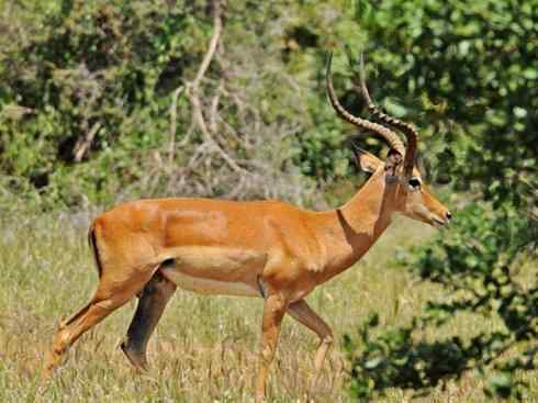 麒麟：传说的兽原型探秘（狷羚）